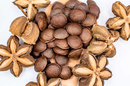 dried Plukenetia volubilis bean seedの写真素材