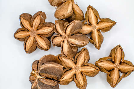 dried Plukenetia volubilis bean seedの写真素材