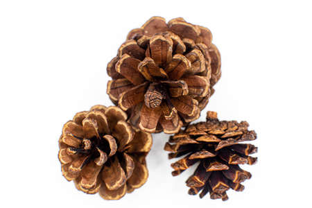 Dried pine cones on white backgroundの写真素材