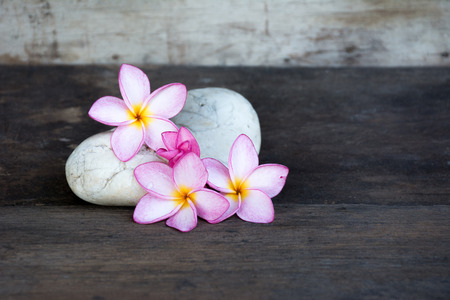 frangipani plumeria flower with stones on wooden floorの写真素材