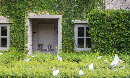 window covered with green ivyの写真素材