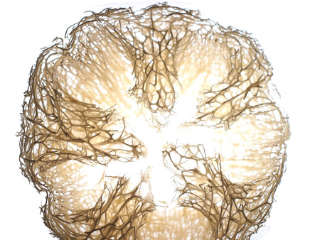 Section of Zucchini for bath    の写真素材