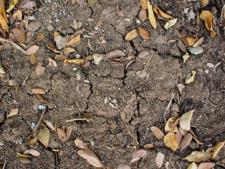Dry leaves on groundの写真素材