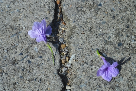Violet flowers on concrete floor.の写真素材
