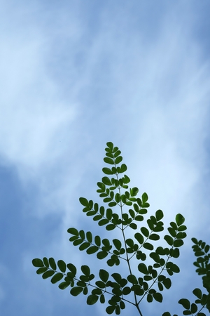 Leaves with a sky background .の写真素材