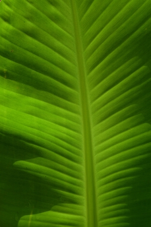 Background green leaf.の写真素材