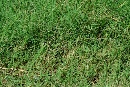 the grass  in the backyard.の写真素材