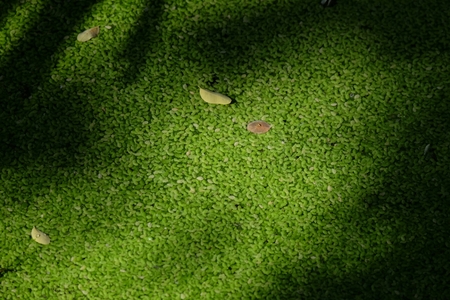 Green leaves is a type of aquatic plants.の写真素材