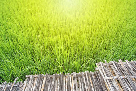 The bamboo bridge in soft light with the green rice field backgroundの写真素材