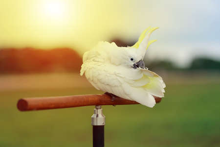 A sulphur-crested cockatoo sits on a perch