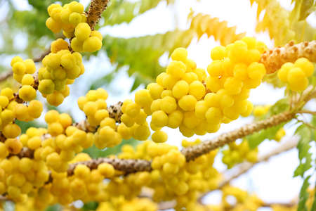 Gooseberry tree in the garden, Selective focus