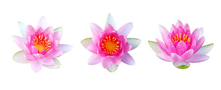 Pink water lily flower (Pink lotus flower) with isolated on white backgroundの写真素材
