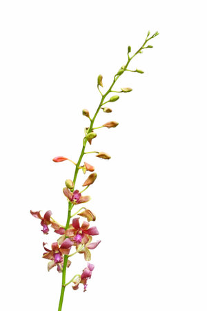 A orchid isolated on a white backgroundの写真素材