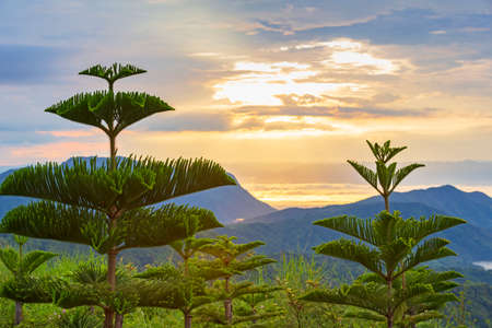 Beautiful sunset over the mountains and the trees in Bali.の写真素材