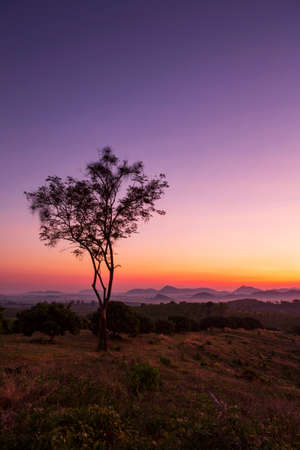 Silhouette of tree on the top of mountain with sunset.の写真素材