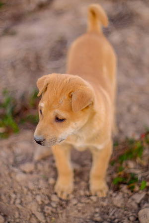 cute young dog action in the fieldの写真素材