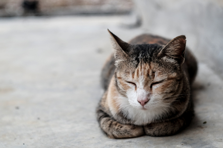 A domestic cat is laying and  sleep on cement floorの写真素材