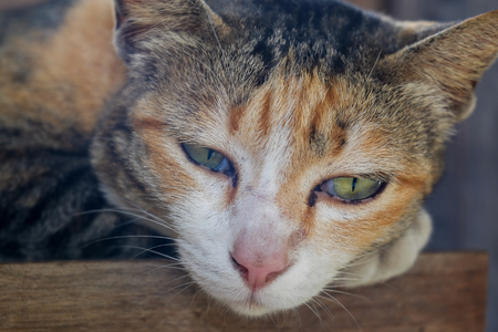 Close-up portrait of a cat with big yellow eyesの写真素材