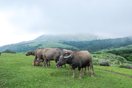 Water buffalo at Qingtiangang Grassland, Yangmingshan, Taiwanの写真素材