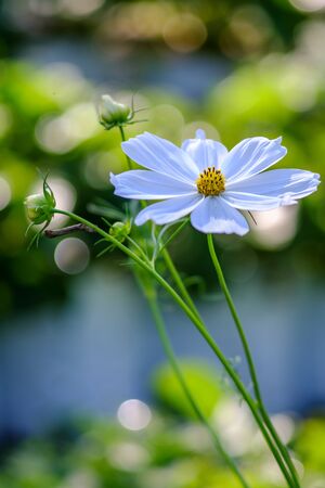 White cosmos flower in cosmos field with burred bokeh backgroundの写真素材