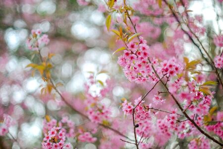 Wild Himalayan Cherry or Prunus cerasoides in science name blooming on winter season with bokeh backgroundの写真素材