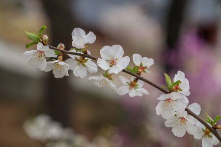 cherry blossom spring close-up flower in the natureの写真素材