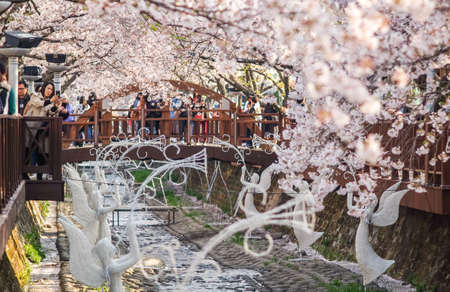 Jinhae,South Korea - April 2,2019 : Jinhae Gunhangje Festival is the largest cherry blossom festival in Korea.Tourists taking photos of the beautiful scenery around Jinhae,Korea on April 2,2019.のeditorial素材