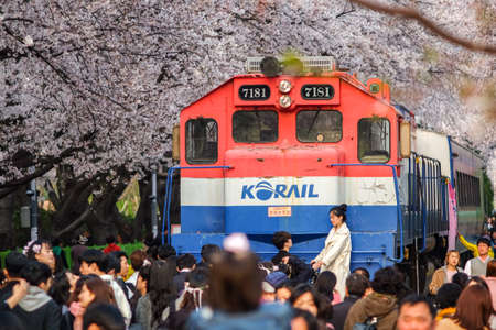 Jinhae, South Korea - April 2, 2019: Tourists taking photos of the beautiful scenery around train between cherry blossom tree line in Jinhae Gunhangje Festival at Gyeonghwa station, South Korea.のeditorial素材