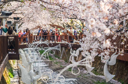 Jinhae,South Korea - April 2,2019 : Jinhae Gunhangje Festival is the largest cherry blossom festival in Korea.Tourists taking photos of the beautiful scenery around Jinhae,Korea on April 2,2019.のeditorial素材