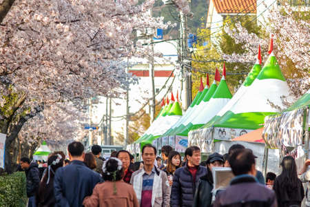 Jinhae,South Korea-April 2, 2019 : People walk at Jinhae Gunhangje Festival on April 2,2019 It is Korea's biggest spring festival surrounded by unbelievably stunning cherry blossoms every year.のeditorial素材