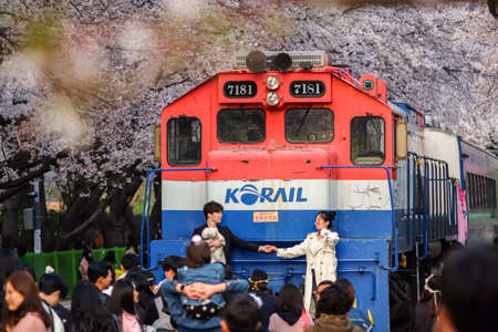 Jinhae, South Korea - April 2, 2019: Tourists taking photos of the beautiful scenery around train between cherry blossom tree line in Jinhae Gunhangje Festival at Gyeonghwa station, South Korea.のeditorial素材