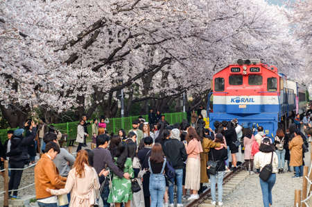 Jinhae, South Korea - April 2, 2019: Tourists taking photos of the beautiful scenery around train between cherry blossom tree line in Jinhae Gunhangje Festival at Gyeonghwa station, South Korea.のeditorial素材