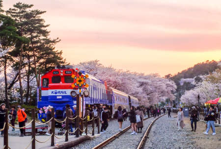 Jinhae, South Korea - April 2, 2019: Tourists taking photos of the beautiful scenery around train between cherry blossom tree line in Jinhae Gunhangje Festival at Gyeonghwa station, South Korea.のeditorial素材
