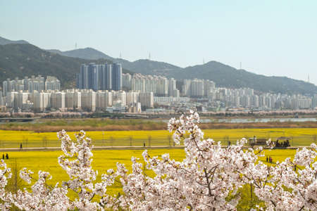 Busan, South Korea .April 3,2019: Tourist taking picture at Yuchae Canola Flower Festival with cherry blossom in Daejeo Ecological Park, Busan, South Korea.のeditorial素材