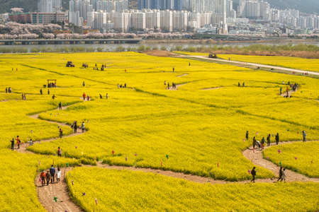 Busan, South Korea .April 3,2019: Tourist taking picture at Yuchae Canola Flower Festival in Daejeo Ecological Park, Busan, South Korea.のeditorial素材