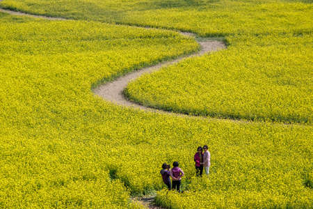 Busan, South Korea .April 3,2019: Tourist taking picture at Yuchae Canola Flower Festival in Daejeo Ecological Park, Busan, South Korea.のeditorial素材