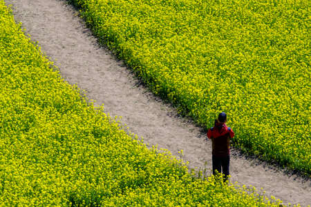 Busan, South Korea .April 3,2019: Tourist walking at Yuchae Canola Flower Festival in Daejeo Ecological Park, Busan, South Korea.のeditorial素材