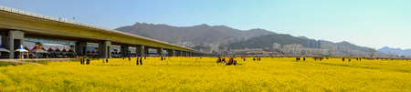 Busan, South Korea .April 3,2019: Tourist taking picture at Yuchae Canola Flower Festival in Daejeo Ecological Park, Busan, South Korea.panorama viewのeditorial素材