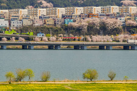 Yuchae Canola Flower Festival in Nakdong river, Busan, South Korea, Asia whe Apr 3,2019のeditorial素材