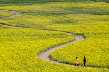 Busan, South Korea .April 3,2019: Tourist walking at Yuchae Canola Flower Festival in Daejeo Ecological Park, Busan, South Korea.のeditorial素材
