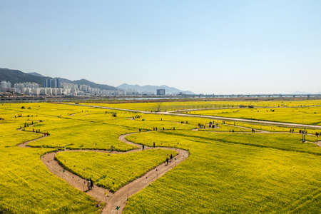 Busan, South Korea - 3 April 2019: Tourist taking picture beautiful landscape with heart shape of yellow rape flowers field at Nakdonggang Riverside in Busan city South Korea.のeditorial素材