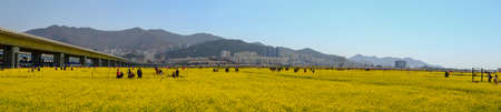 Busan, South Korea .April 3,2019: Tourist taking picture at Yuchae Canola Flower Festival in Daejeo Ecological Park, Busan, South Korea.panorama viewのeditorial素材