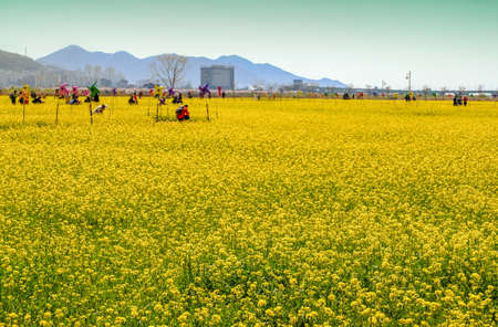 Busan, South Korea .April 3,2019: Tourist taking picture at Yuchae Canola Flower Festival in Daejeo Ecological Park, Busan, South Korea.のeditorial素材