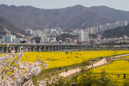 Busan, South Korea .April 3,2019: Tourist taking picture at Yuchae Canola Flower Festival with cherry blossom in Daejeo Ecological Park, Busan, South Korea.のeditorial素材
