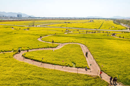Busan, South Korea - 3 April 2019: Tourist taking picture beautiful landscape with heart shape of yellow rape flowers field at Nakdonggang Riverside in Busan city South Korea.のeditorial素材