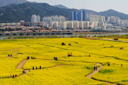 Busan, South Korea .April 3,2019: Tourist taking picture at Yuchae Canola Flower Festival in Daejeo Ecological Park, Busan, South Korea.のeditorial素材