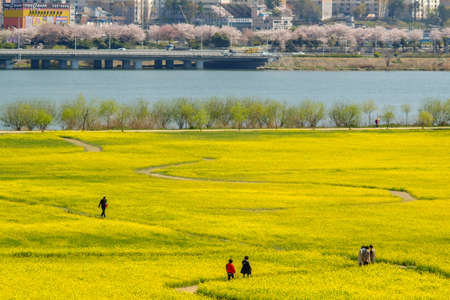 Busan, South Korea .April 3,2019: Tourist walking at Yuchae Canola Flower Festival in Daejeo Ecological Park, Busan, South Korea.のeditorial素材