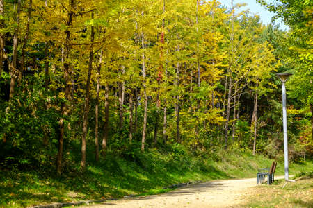Autumn in South Korea and Ginkgo Tree at Seoul forest park South Koreaの写真素材