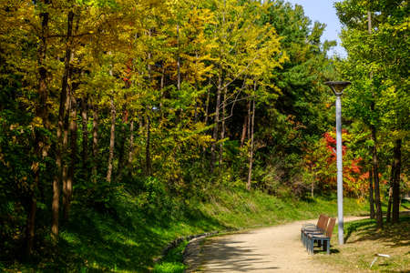 Autumn in South Korea and Ginkgo Tree at Seoul forest park South Koreaの写真素材