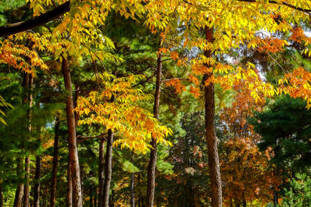 Autumn in South Korea colorful of Ginkgo Tree and Maple Tree at Seoul forest park ,South Korea.の写真素材